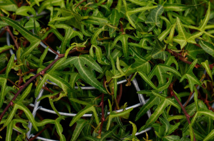 Břečťan popínavý ‘Sagittifolia‘