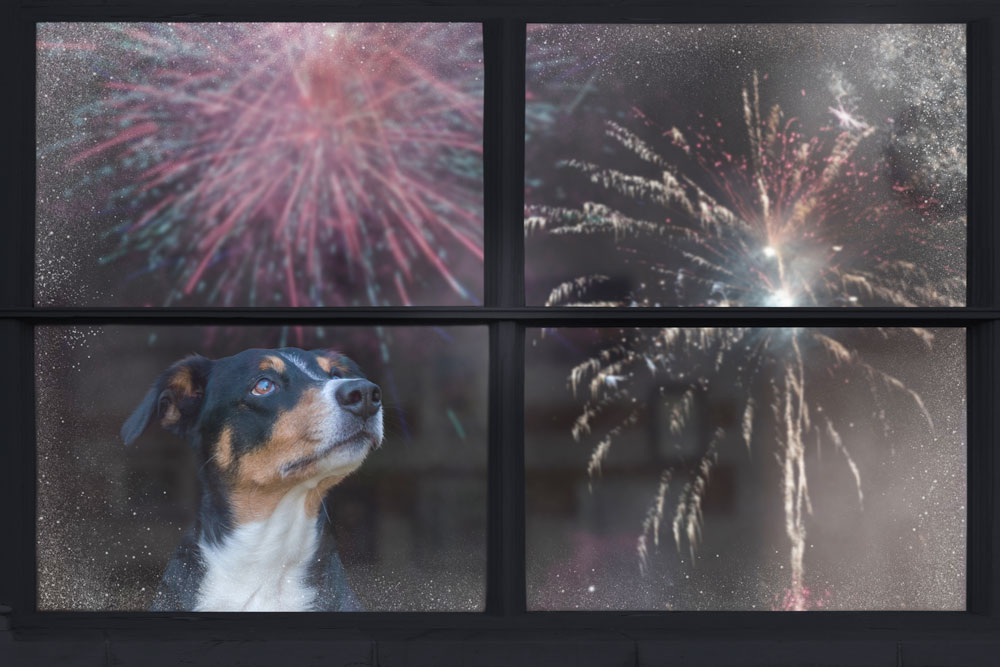 Pes hledí z okna na ohňostroj