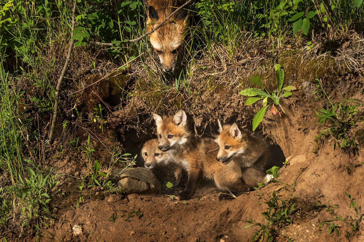 Liška obecná s mláďaty