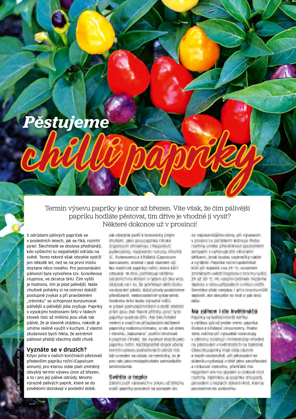 Náhled článku o pěstování chilli papriček