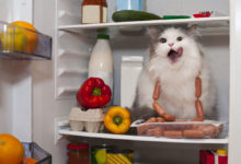 kočka v lednici