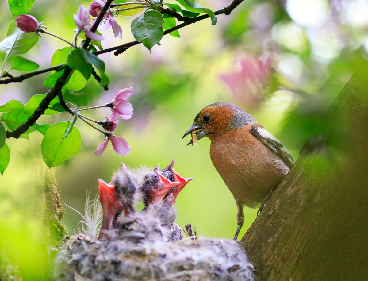 pták s mláďaty v hnízdě