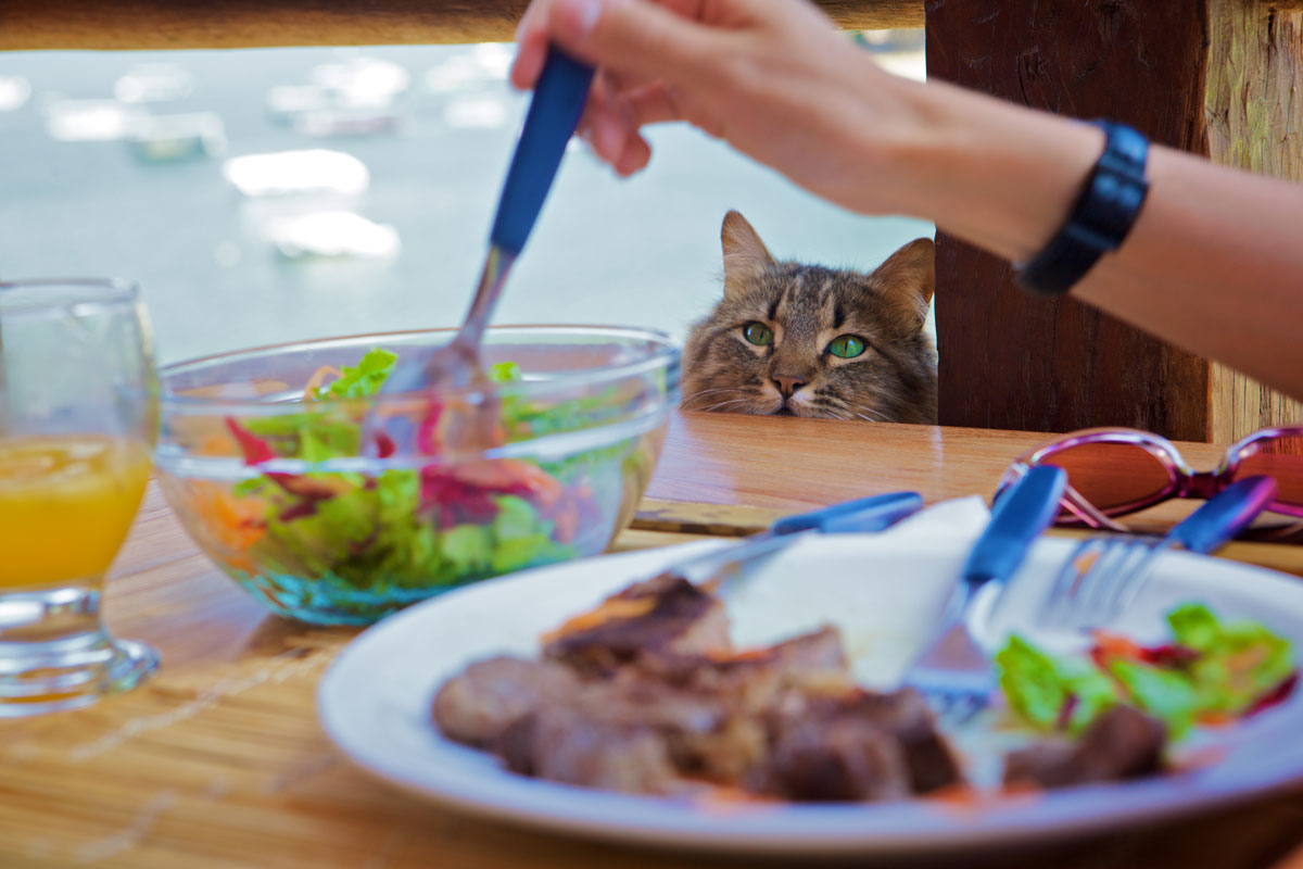 kočka u stolu s jídlem