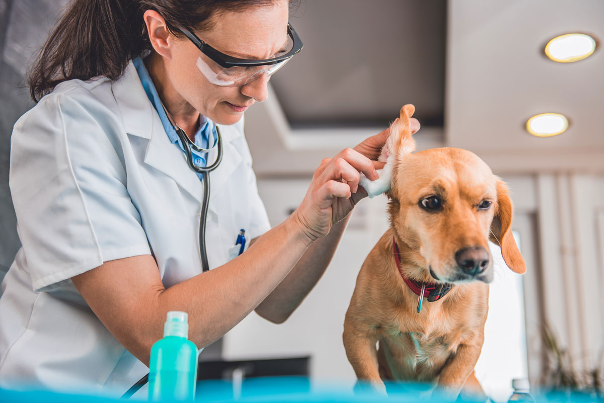 Veterinářka čistí psí uši