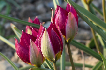 Tulipán ‘Persian Pearl’