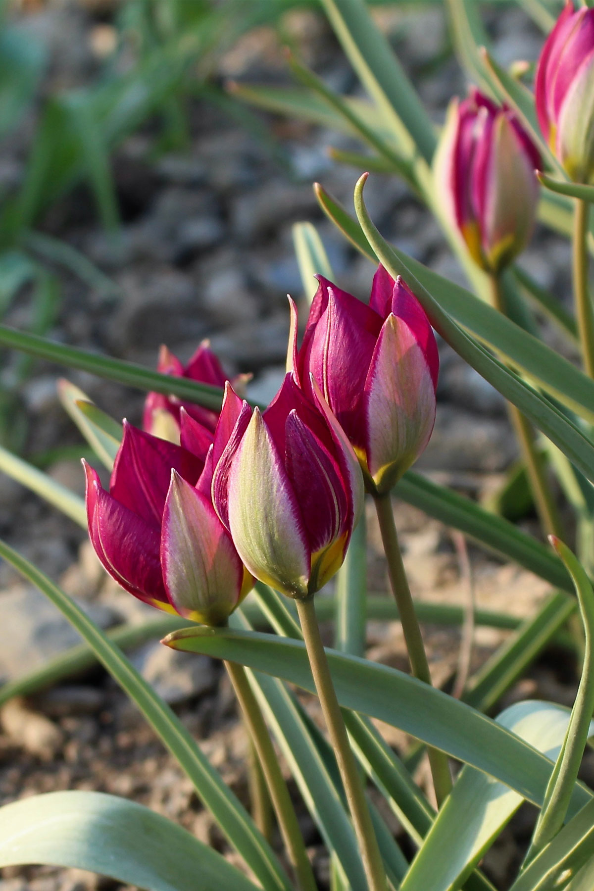 Tulipán ‘Persian Pearl’