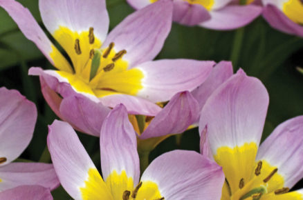 Tulipán skalní ‘Lilac Wonder’