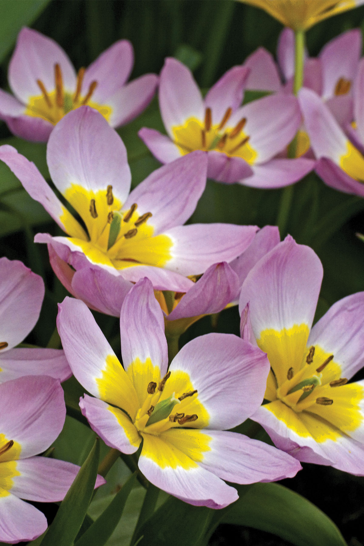 Tulipán skalní ‘Lilac Wonder’