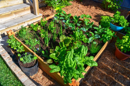 Pěstování zeleniny na ploše ve tvaru čtverce