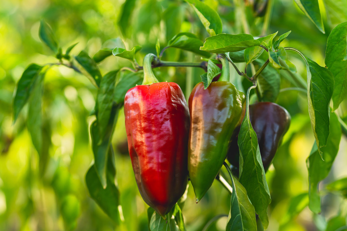 Paprika