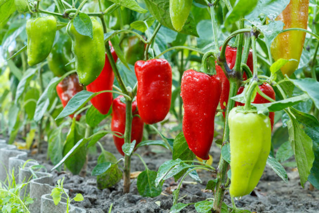 Paprika vám poroste v záhonu i v květináči. Jak o ni pečovat a kdy je aktuální její výsev a výsadba