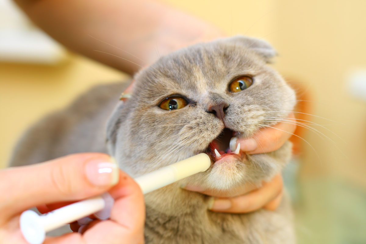podávání léků kočce