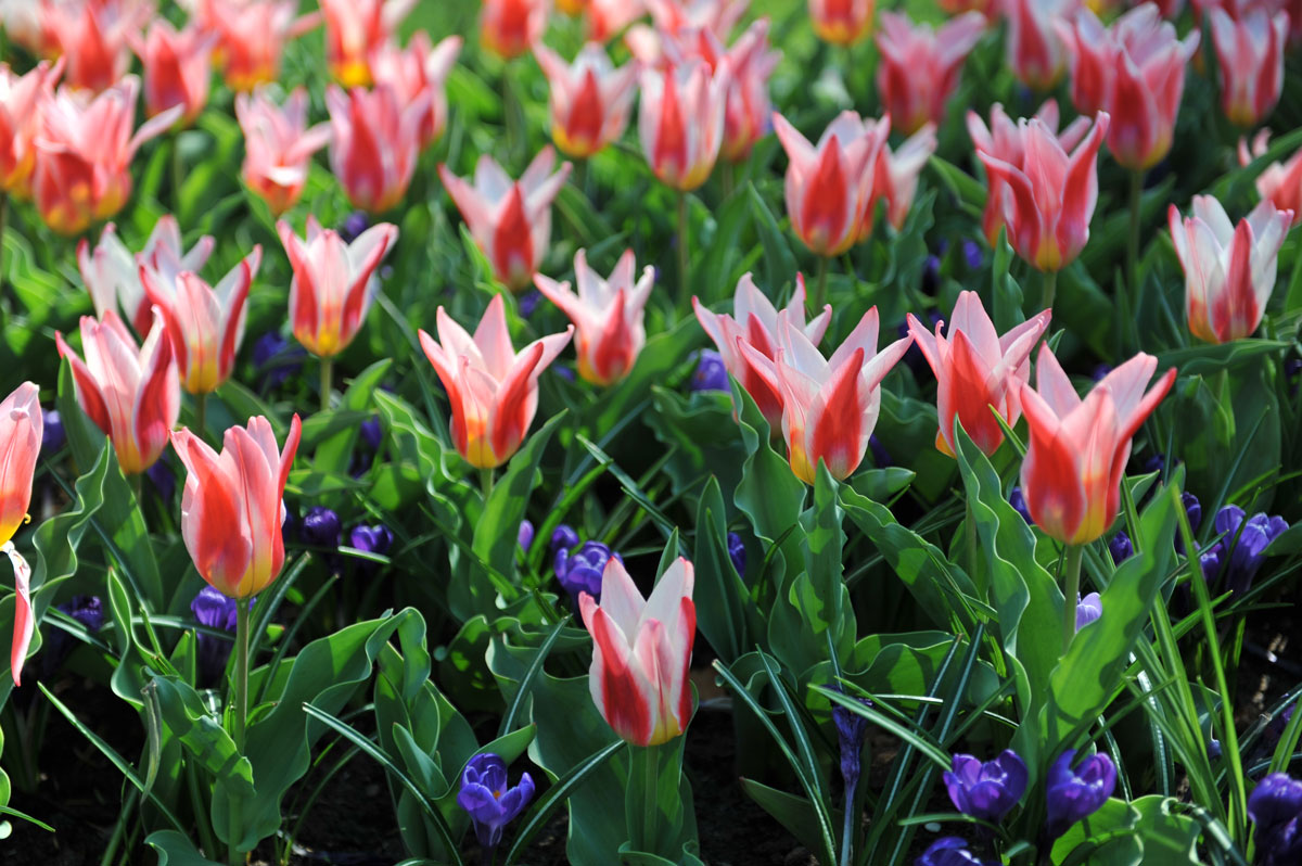 Tulipán Kaufmannův v zahradě