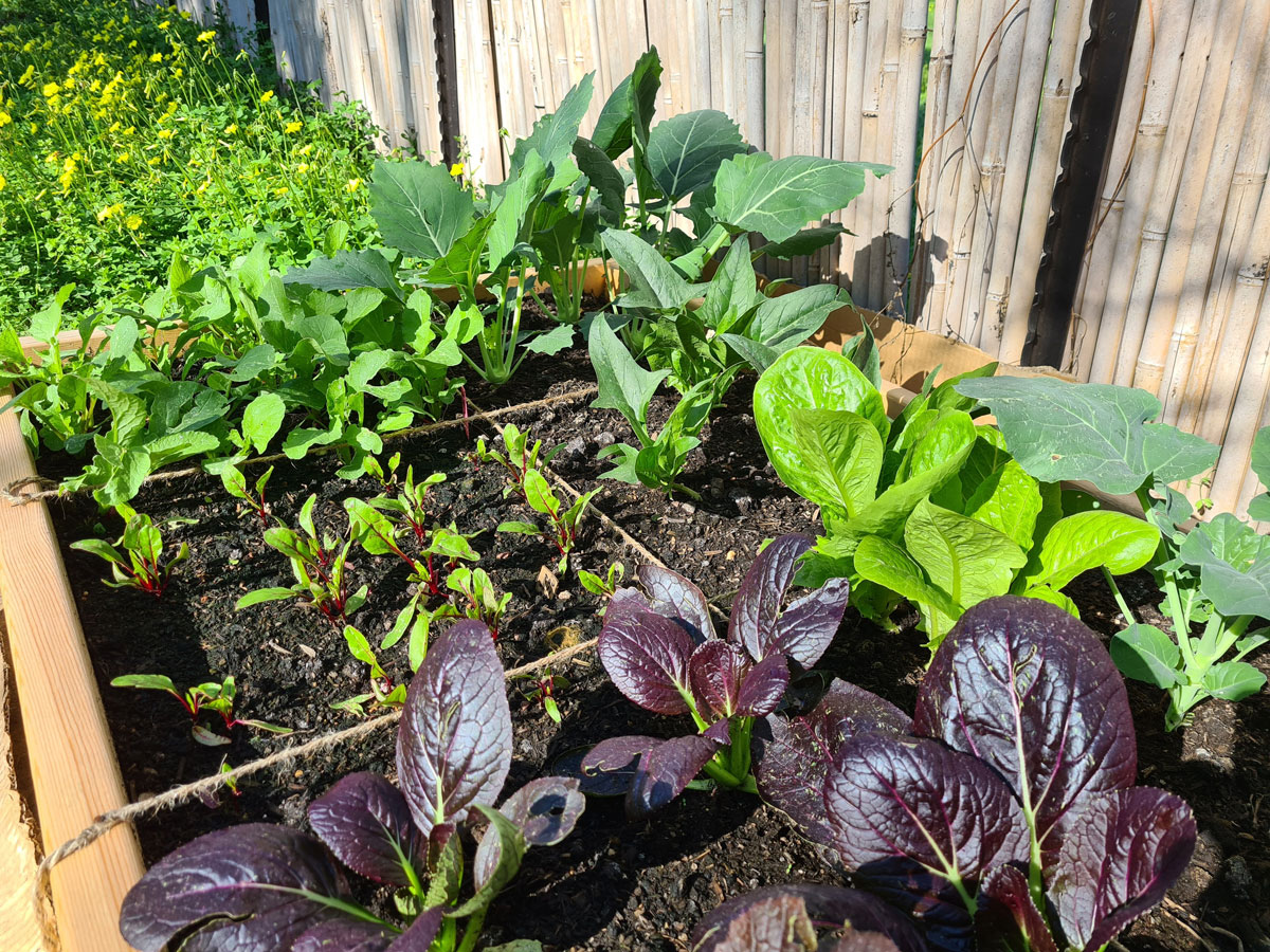 Pěstování zeleniny na ploše ve tvaru čtverce