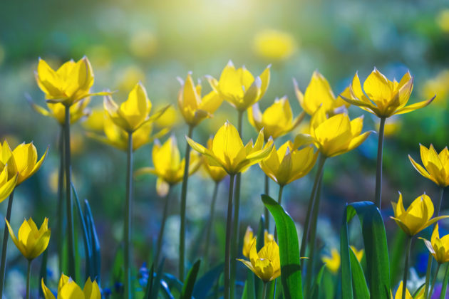 Tyto cibuloviny nemusíte každý rok vyndávat z půdy. Poznejte přednosti botanických tulipánů