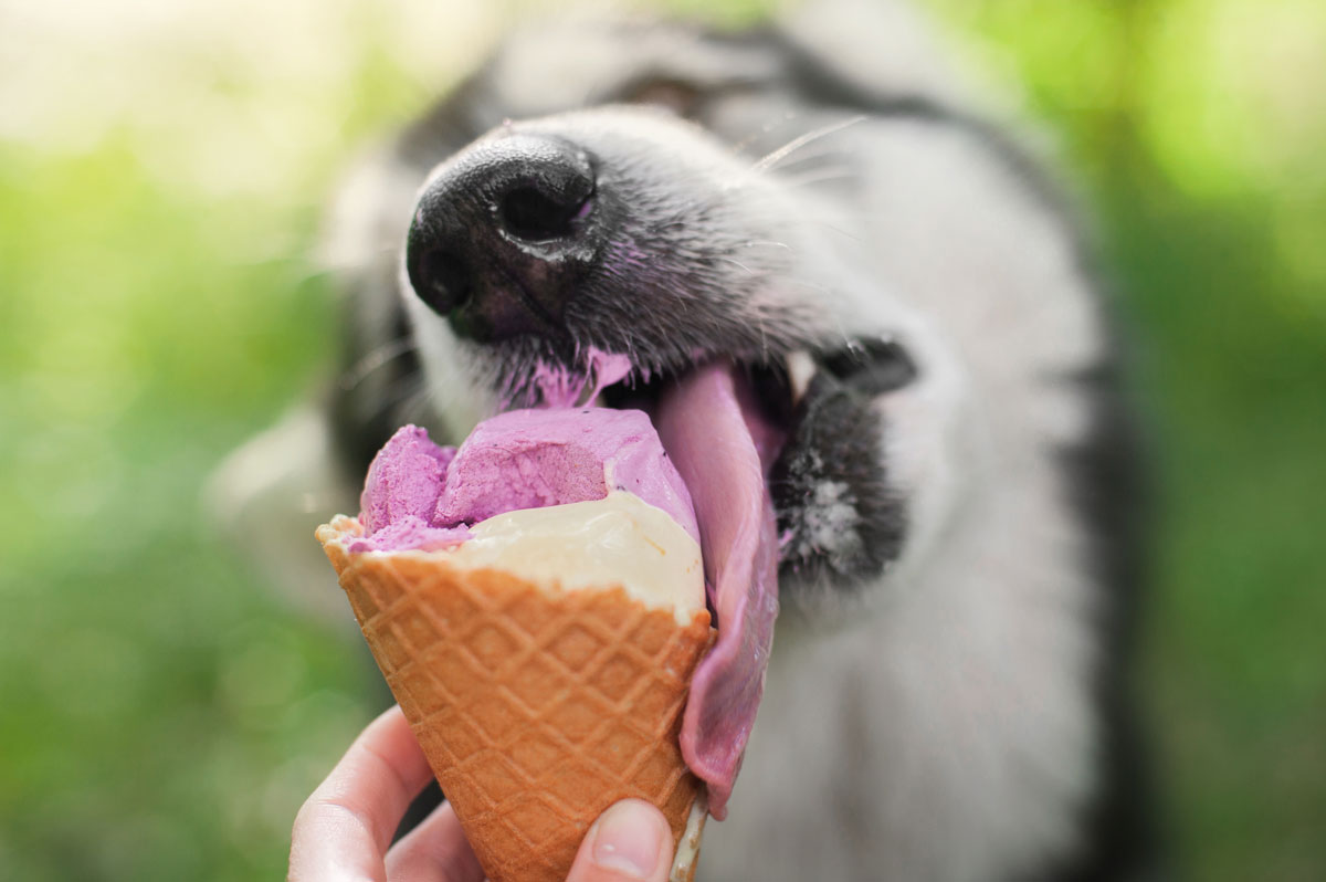pes líže zmrzlinu