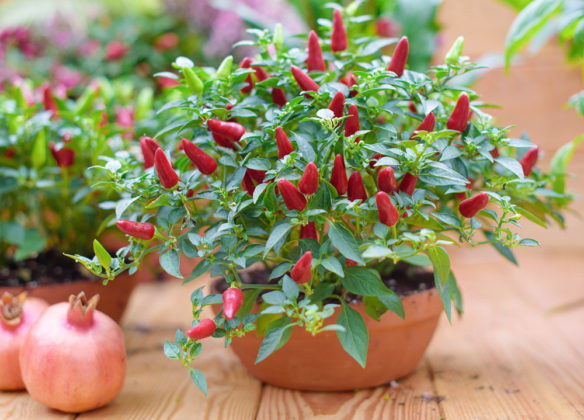 Jak dopěstovat ze semínka chilli papričky a 12 tipů na pálivé odrůdy