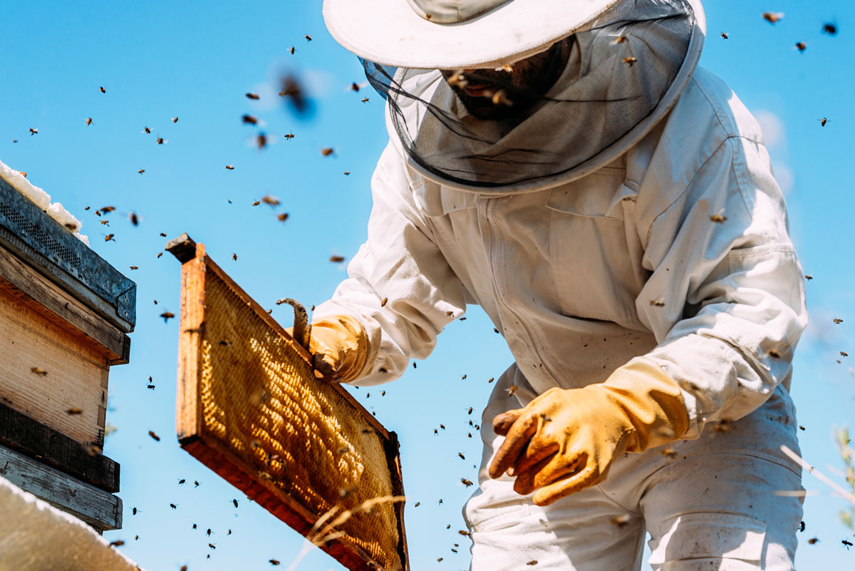 Včelař sbírá včelí med