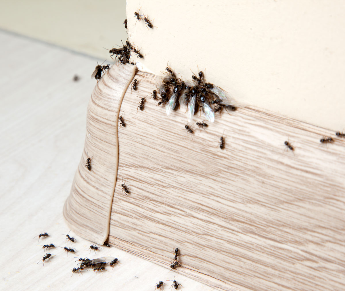 mravenci v bytě