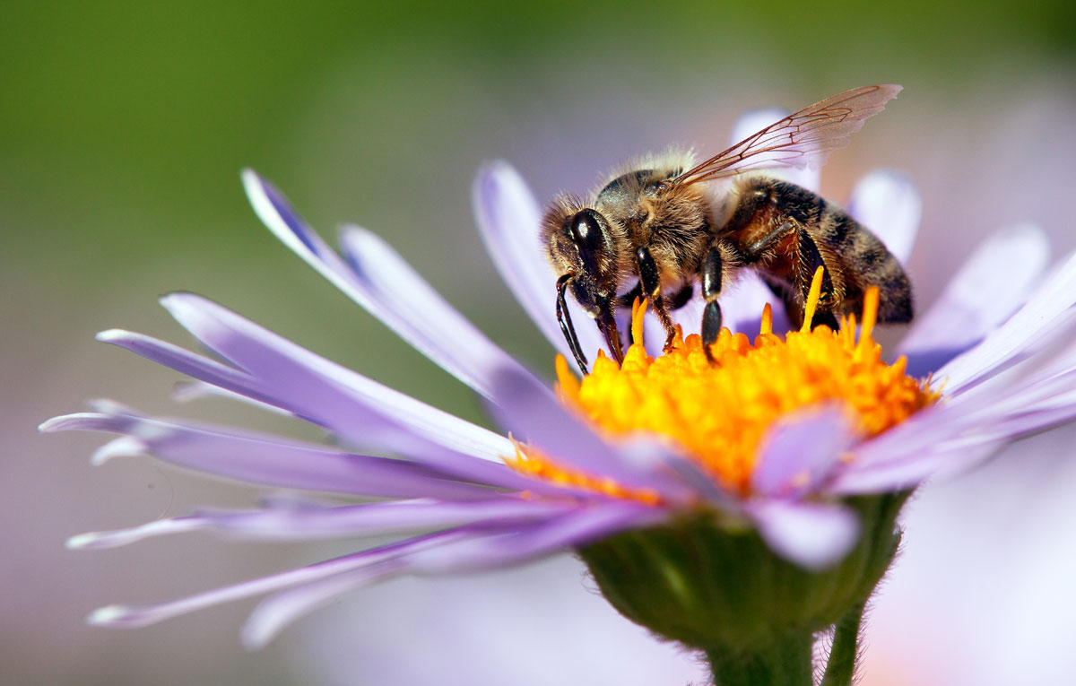 Včela medonosná na zahradě