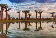 Stromy baobab