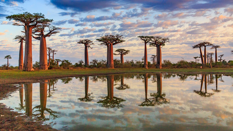 Stromy baobab