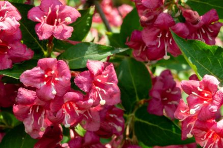 Vajgélie květnatá ‘Bristol Ruby’ Weigela florida