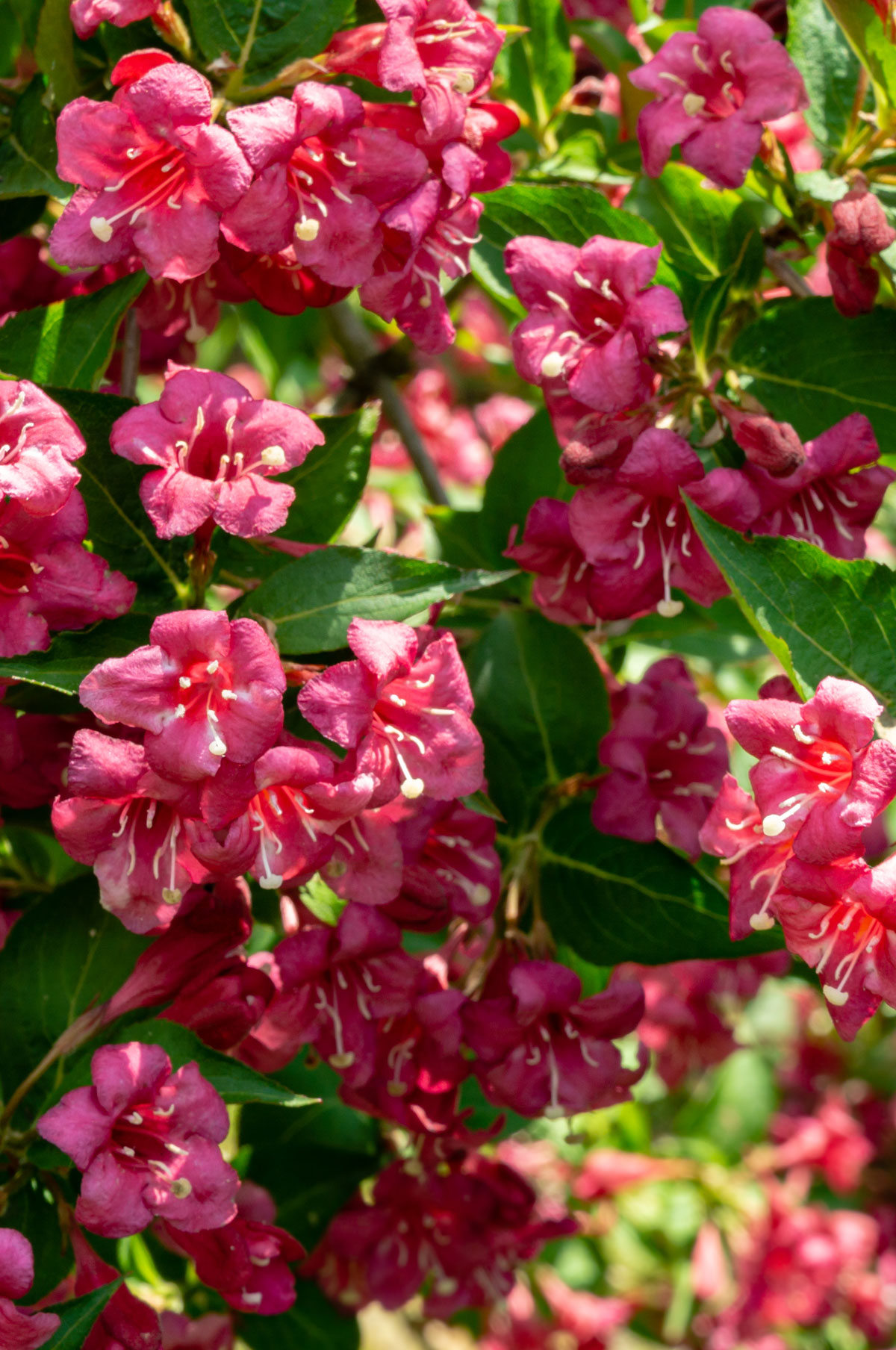 Vajgélie květnatá ‘Bristol Ruby’ Weigela florida