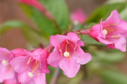 Vajgélie květnatá ‘Minuet’ Weigela florida