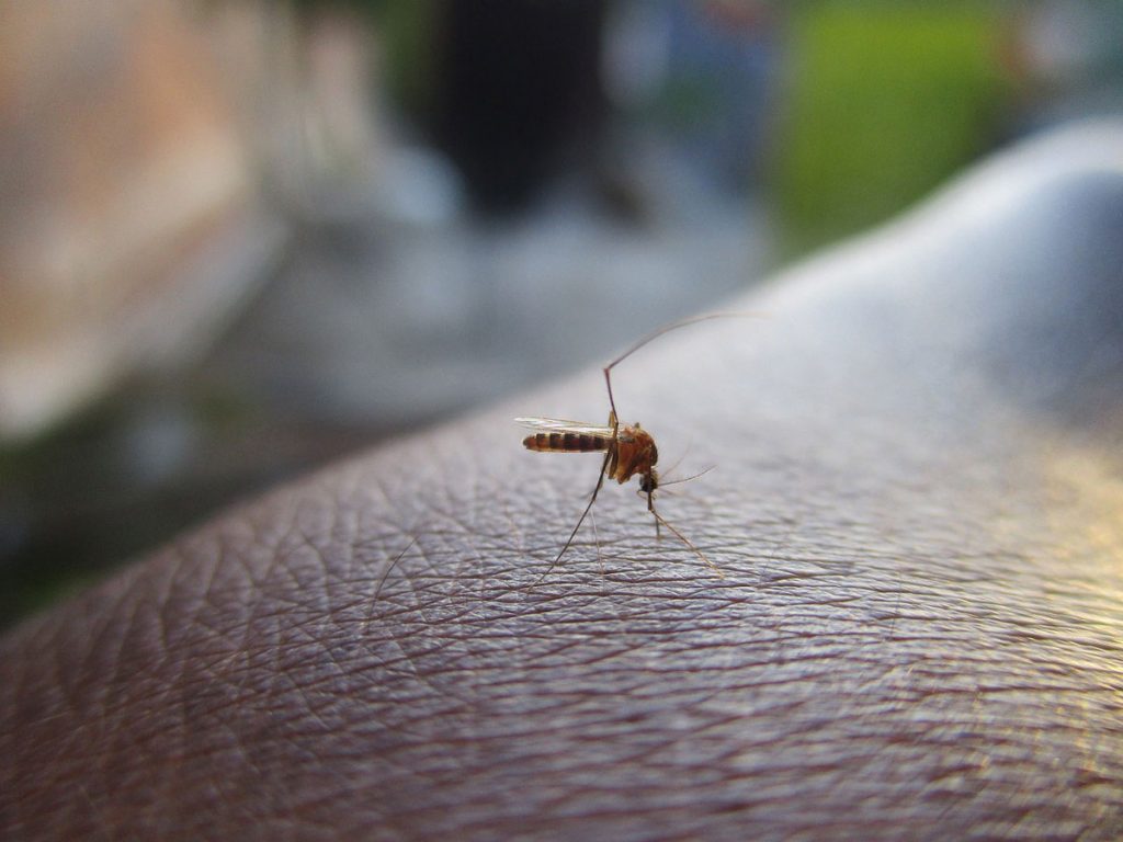 Zbavte se v létě nepříjemného hmyzu. Tyto přírodní odpuzovače byste měli vyzkoušet