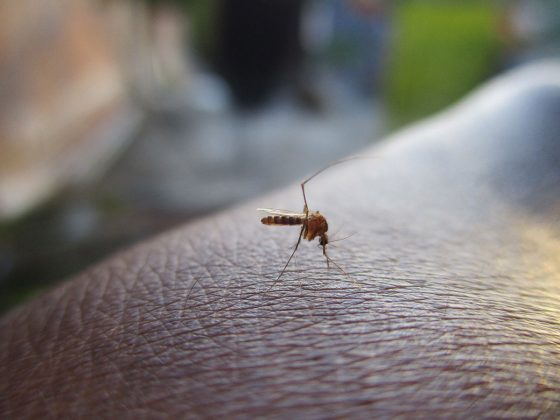 Zbavte se v létě nepříjemného hmyzu. Tyto přírodní odpuzovače byste měli vyzkoušet