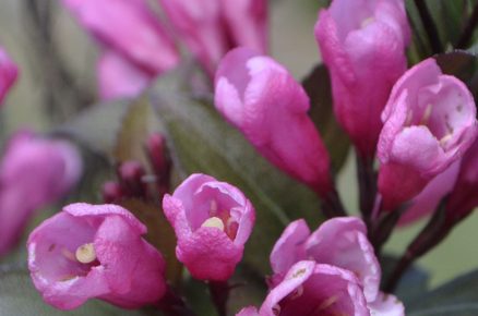 Vajgélie květnatá ‘ Purpurea’ Weigela florida