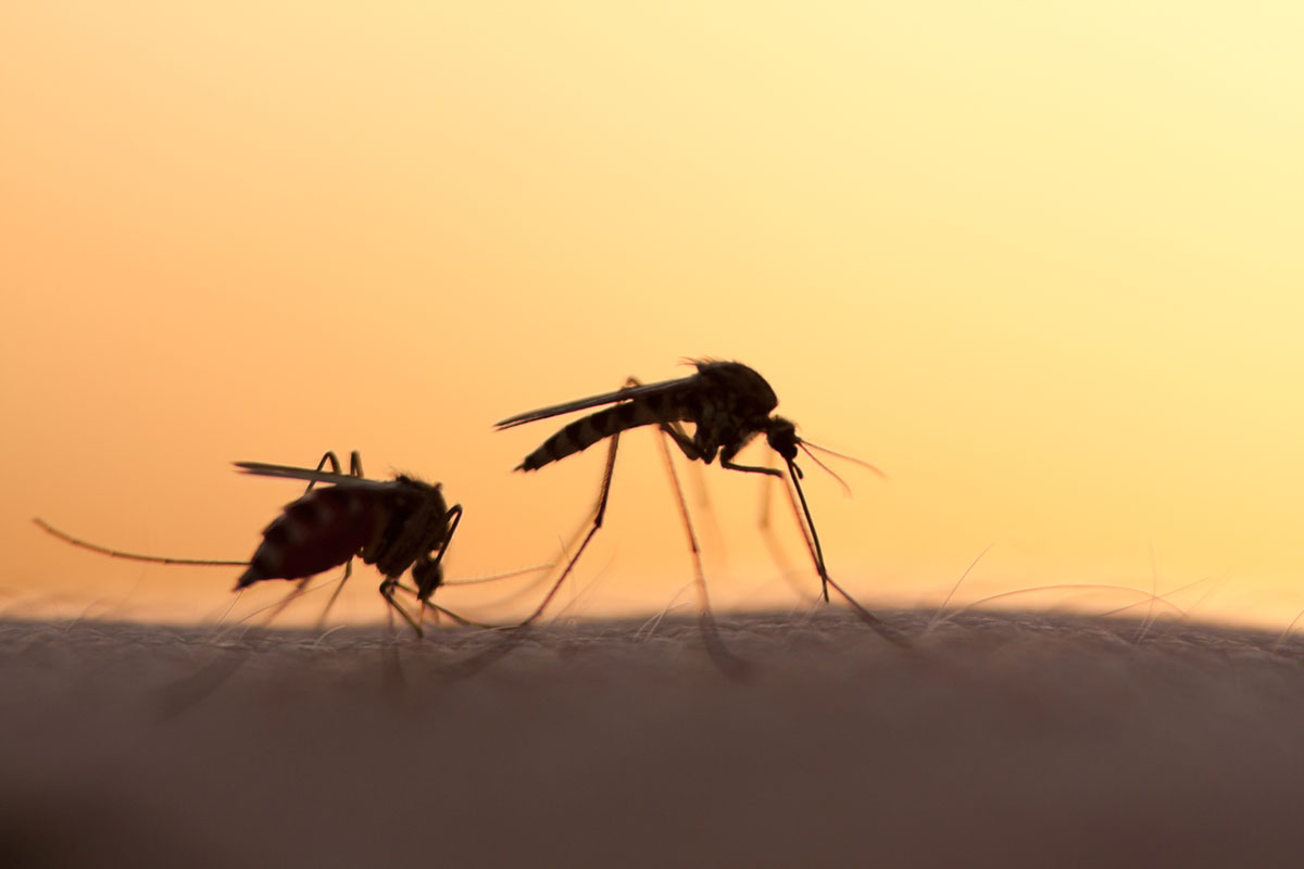Dva komáři