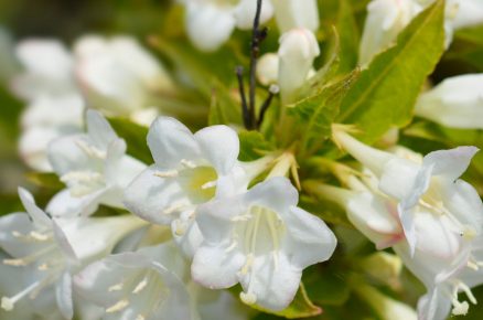 Vajgélie květnatá ‘Bristol Snow flake’ Weigela florida