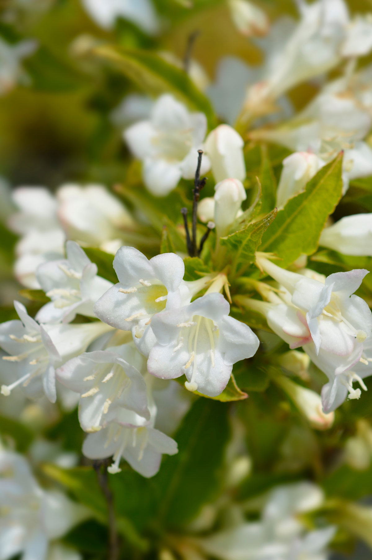 Vajgélie květnatá ‘Bristol Snow flake’ Weigela florida