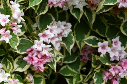 Vajgélie květnatá ‘Variegata’ Weigela florida