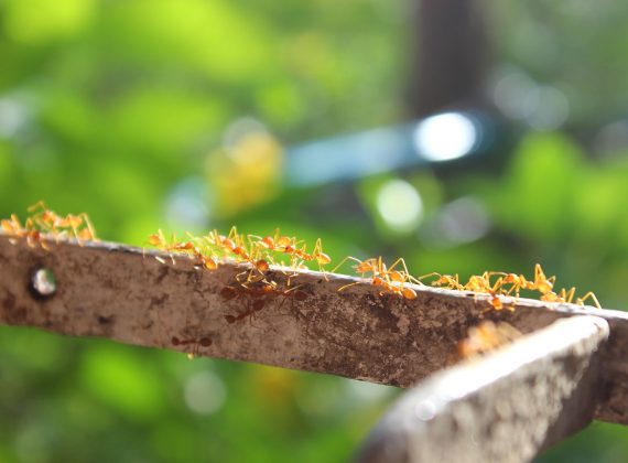 Které biologické metody v boji proti mravencům fungují? Nám se osvědčily tyto tři