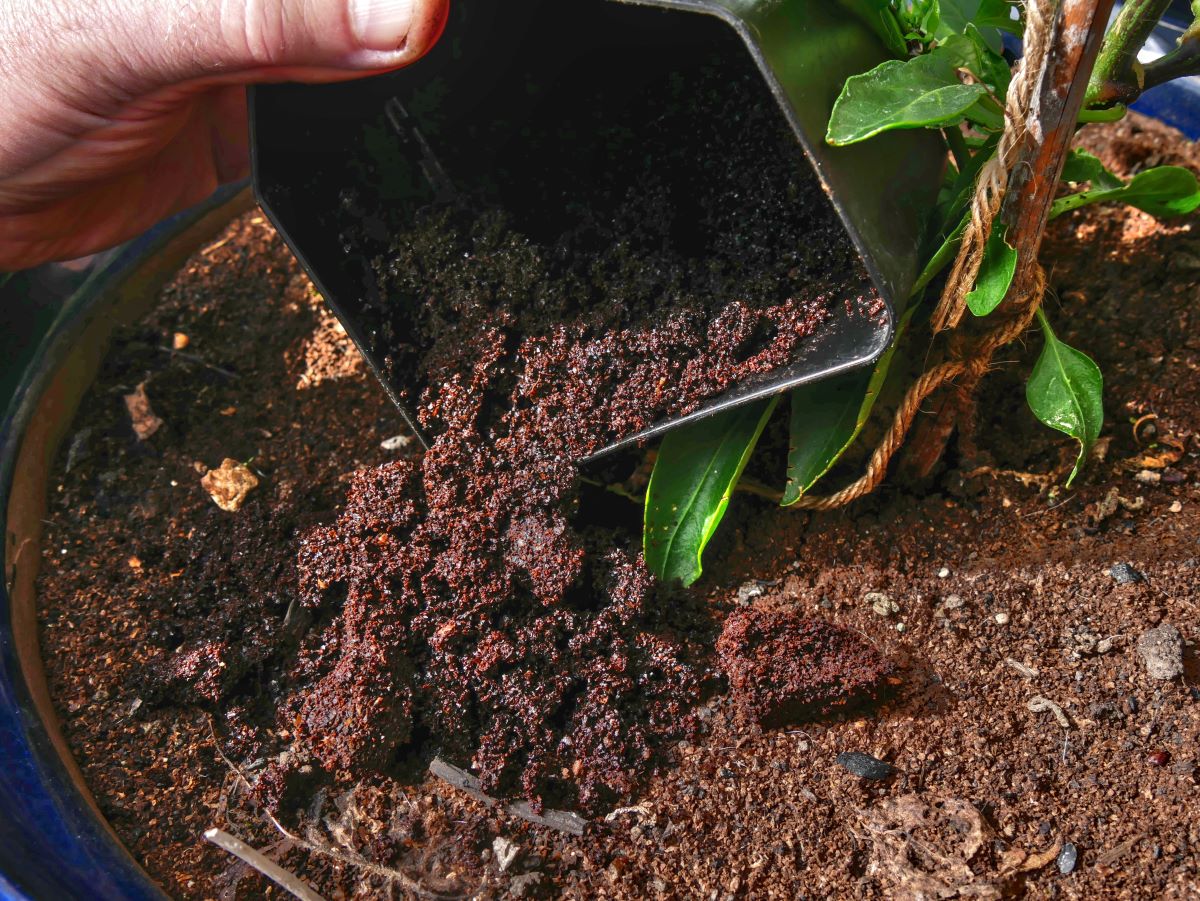 Nejdůležitější je vědět, které rostliny a jak často kávou hnojit.