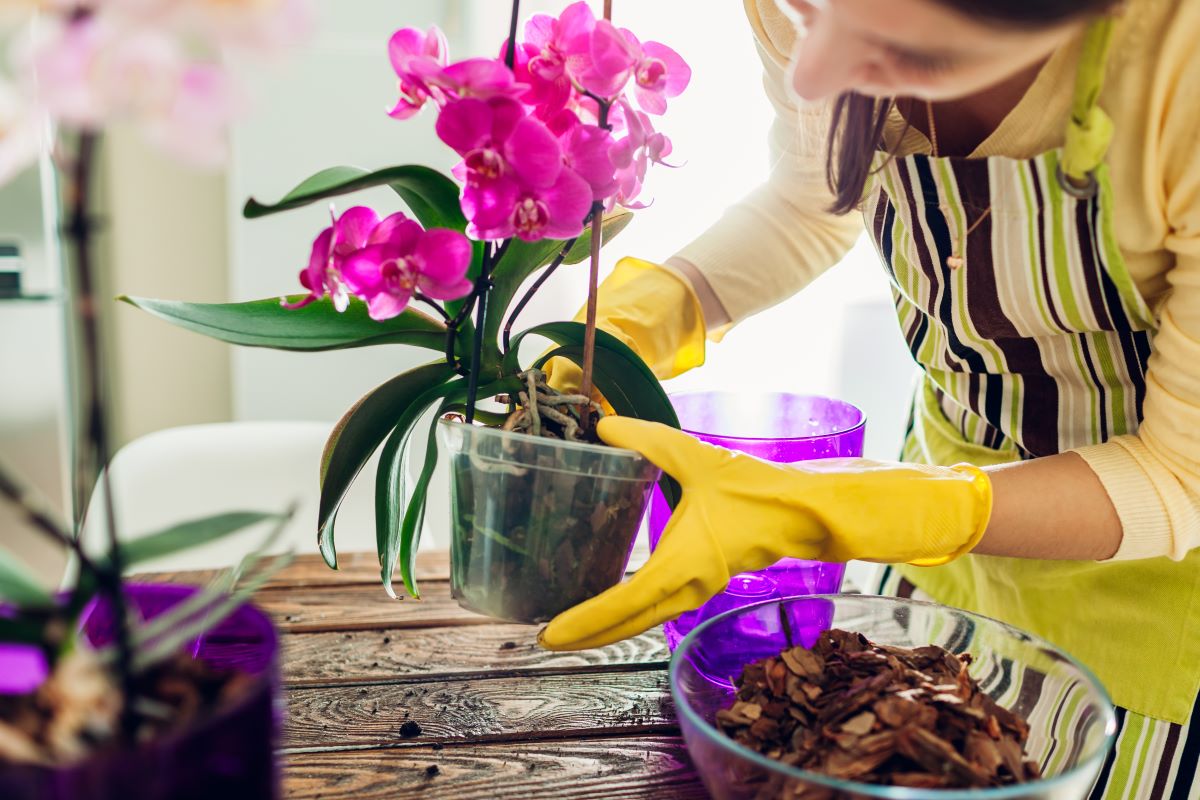 Orchidej patří k rostlinám, které zalití zředěnou kávou uvítají.