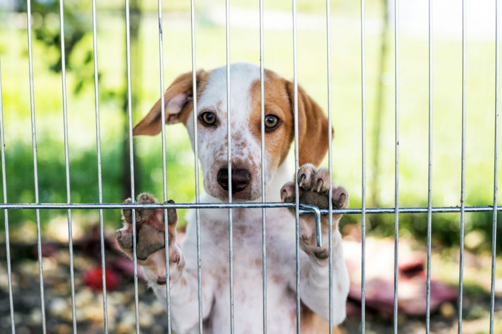 Adopce psa z útulku: Postup pro hladký průběh a spokojenost obou stran