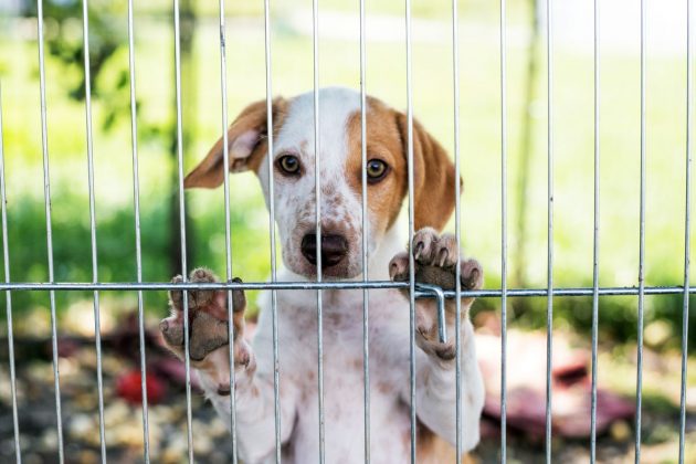 Adopce psa z útulku: Postup pro hladký průběh a spokojenost obou stran