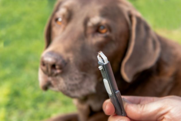 Přírodní klíč k bezpečí: Jak ochránit svého psa před klíšťaty