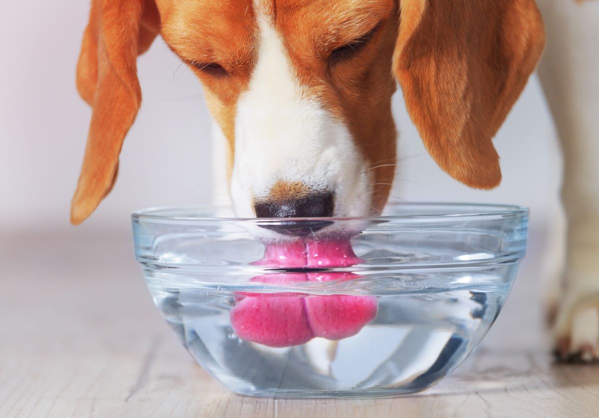 Pes pije vodu