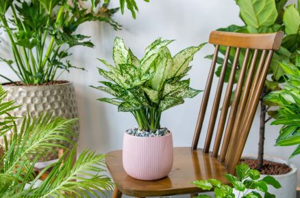 Aglaonema