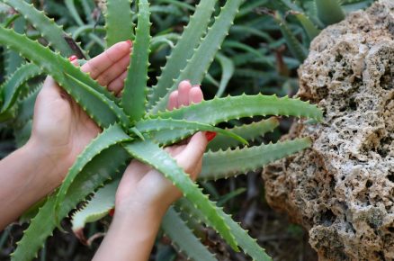 Aloe vera na zahradě