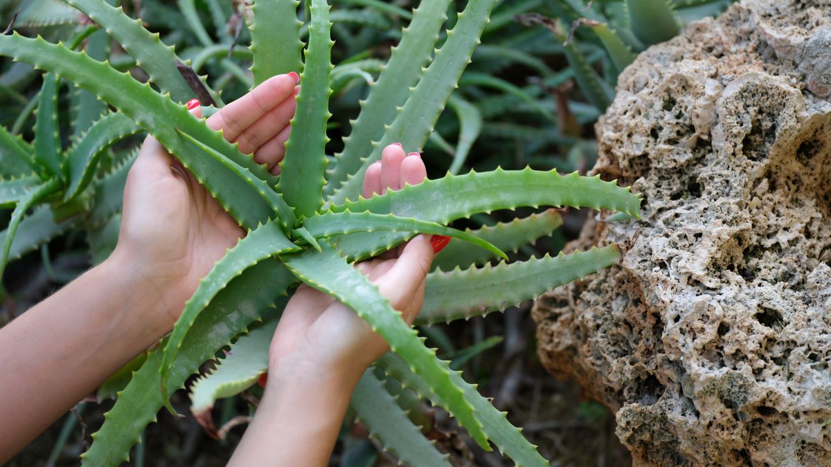 Aloe vera na zahradě