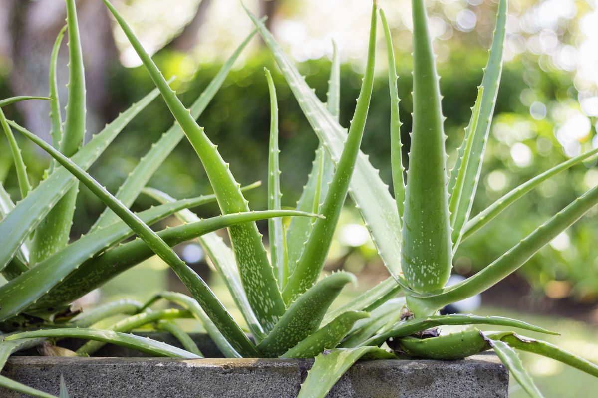 Aloe vera v květináči