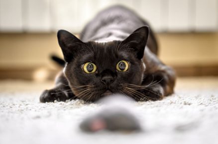 Černá kočka s hračkou