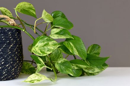 Epipremnum aureum