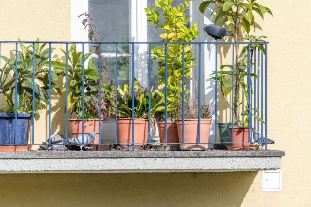 Konec holubů na balkóně: Efektivní tipy